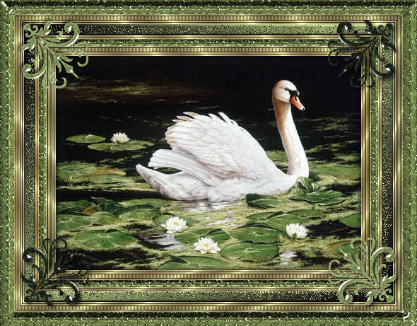 Lilypad Swan