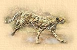 Cheetah