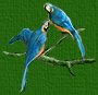 Parrots